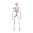 Flexible Halloween Skeleton Model Skeleto Anatomy Learning Movable Joints