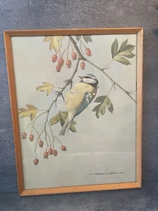 Stampa uccellino vintage BASIL EDE - Blue Tit Bird on biancospino - arte metà secolo - Foto 1 di 5