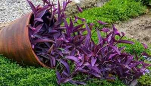 Planta tradescantia purpurea 3 esquejes Flor Rosa morada - Imagen 1 de 6
