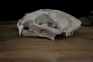 Calavera de leopardo nublado - réplica de alta calidad - envío GRATUITO a todo el mundo. - Imagen 1 de 4