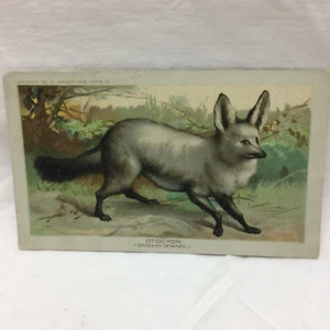 Vintage 1890 Trade Card Advertising Arbuckle Bros. Coffee Co NY Otocyon  - Afbeelding 1 van 7
