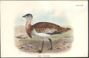 Original 19th Century Chromo-Litho BIRD Print: GREAT BUSTARD. VGC. Free UK p&p - Picture 1 of 1