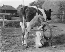 Dutch Woman Milking Her Cow Classic 8 by 10 Reprint Photograph