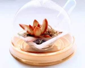 Miniature Succulent Terrarium Favors Kits, Live Plants, Easy Care, Birthdays 6 - Picture 1 of 10