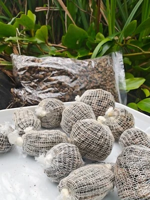 115 x mini carp Bait Balls  pellets TUBS + hook baits & pellet boily combos - Image 1 of 4