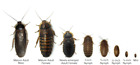 Dubia Roaches Small, Medium And Large 15% Over Count, Please Read Below First