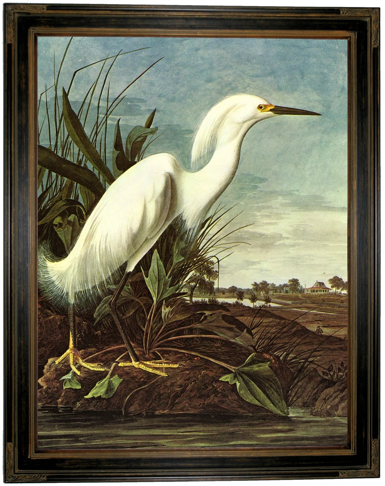 Impresión en lienzo con marco de madera Audubon garceta nevada repro 18x24 Foto 1 de 1