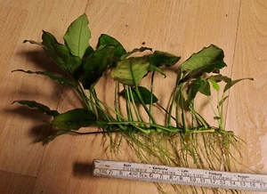 XXL Anubia Wasser Pflanze sehr große Ableger aus Aquarium 15 cm lang - Bild 1 von 5