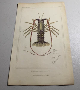 1837 CUVIER Tier Farbdrucke ~ GEMEINSAME STACHELIGE HUMMERKRABBE - Bild 1 von 1