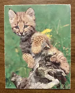 Lindo imán de nevera vintage Baby Bobcat Delis Rufus vida silvestre C13b - Imagen 1 de 8