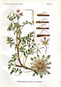 1908 SCHMEIL CHROMOLITHOGRAPH redstem filaree, stork's-bill, pinweed - Picture 1 of 3