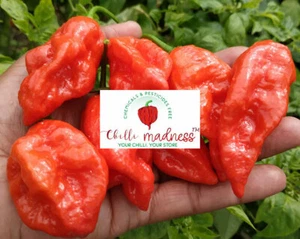 Chilli Naga Very Hot & Fruity Pepper Sustainably Grown in Australia 10 Seeds - Picture 1 of 3
