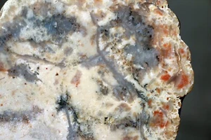 Dinosaur Coprolite (Poop) •  Colorful Polished Slab  • 17.6 oz. - Picture 1 of 8