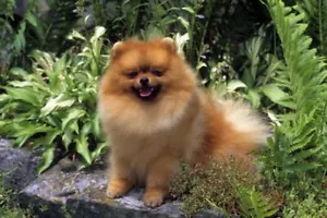 Pomeranian Floor Mat - Picture 1 of 1