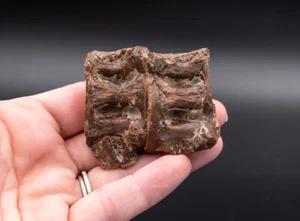 Unusual Associated Fossil Fish Vertebrae  Cretaceous Kansas  1641 - Picture 1 of 4