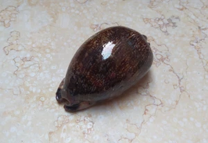 F Cypraea Grayana Red Sea WOW Large Specimen natural glossy mauritia 78 mm F++++ - Picture 1 of 13