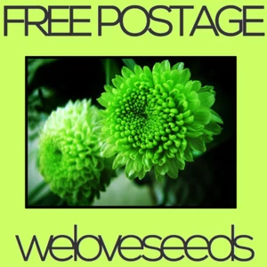 LOCAL AUSSIE STOCK - Green Chrysanthemum, Flower Seeds ~10x FREE SHIPPING - Picture 1 of 3
