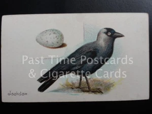 Single: 'Jackdaw' - 'BIRDS & EGGS' Harvey & Davy 1905 - Picture 1 of 1