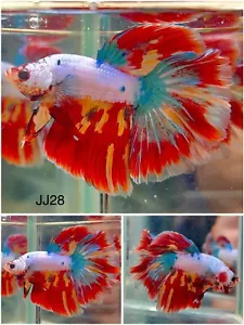 Betta Live Fish Male Koi Candy Rosetail Halfmoon - JJ28 - High Quality A+ - Picture 1 of 1
