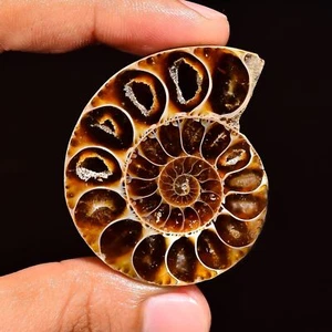 Ammonite Fancy Shape Cabochon Loose Gemstone For Making Jewelry 122 Ct. 45X38X10 - Picture 1 of 3