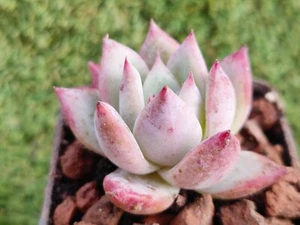 Echeveria Chihuahuaensis X Echeveria Colorata  6cm diameter  succulent  - Bild 1 von 2