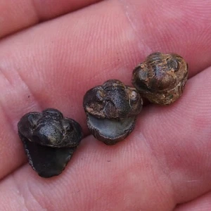 3pcs 14-16mm smal Trilobite Acastoides Devonian Trilobiten lot Arthropods 71 - Picture 1 of 6