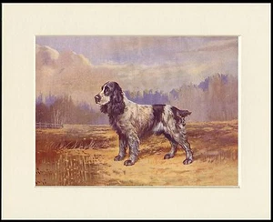 COCKER SPANIEL CHARMING DOG PRINT MOUNTED READY TO FRAME - Picture 1 of 1