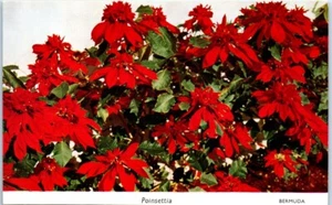 Bermudas POINSETTIA Navidad Bush flor - Postal - Imagen 1 de 2