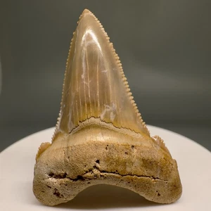 Great Colors, Serrated 1.86" Fossil ANGUSTIDENS Shark Tooth-Summerville, SC - Picture 1 of 6