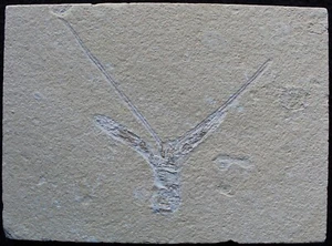 Pseudostacus 38 - Homarus Lobster - Nice Antennas - Cretaceous Fossils Lebanon - Picture 1 of 3