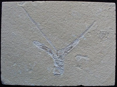 Pseudostacus 38 - Homarus Lobster - Nice Antennas - Cretaceous Fossils Lebanon - Image 1 of 3