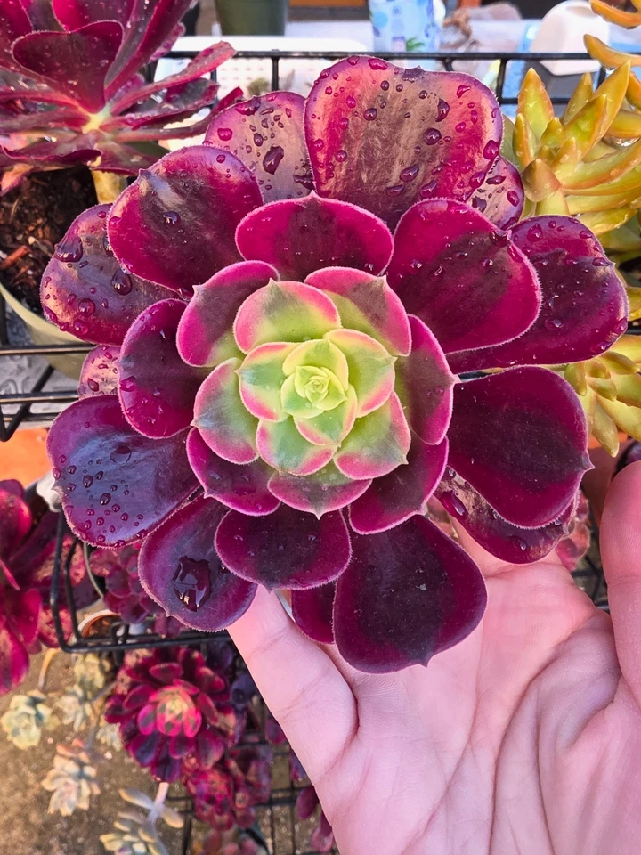 Imported  medusa aeonium  succulent 1pc - Image 1 of 1