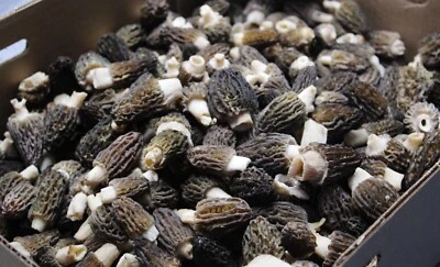 Dried Wild Morel Mushrooms 1 lb. (Harvested July, 2025 - Cascade, Idaho) - Image 1 of 2