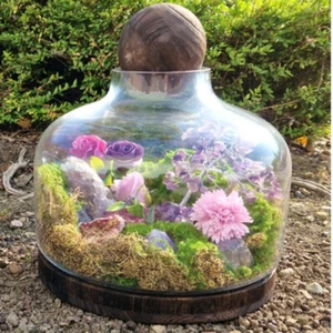 Glass Terrarium on Dark Tung Wood Base Freestanding Moss Plant Flower Garden - Picture 1 of 13