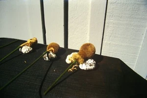 Original Kleinbilddia 1996, "Petai Flowers", Hawaii - Bild 1 von 1