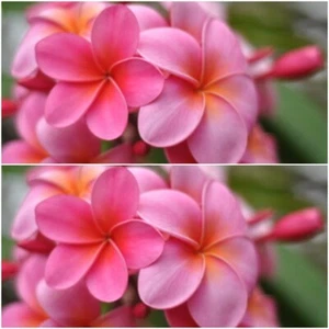 Frangipani Seeds Plumeria Exotic Pink Salmon Fragrant Flower Garden Tree Seed - Picture 1 of 1