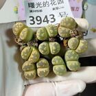 5PCS 2Heads Succulent Live Plant Lithops Otzeniana Nel WYSIWYG Boutique
