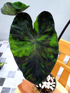 Pedido personalizado Bombillas Colocasia - Imagen 1 de 7