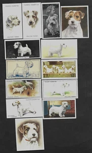 13 Different Vintage SEALYHAM TERRIER Tobacco/Cigarette/Tea Dog Cards Lot - Picture 1 of 2