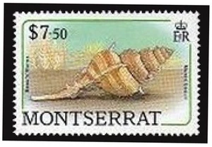 Montserrat 695,MNH.Michel 724. Sea shells,1988.Beau's murex. - Picture 1 of 1