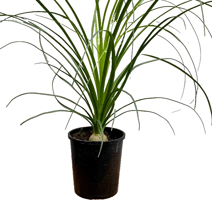 Beaucarnea Recurvata elephant foot ponytail palm pachycaul base 6" pot - Image 1 of 1