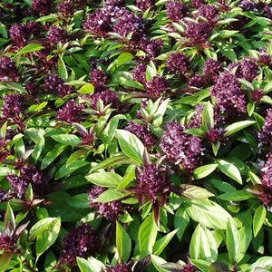 Siam Queen Basil Seeds 200+ Herb Ocimum Thyrsiflora Thai Asian USA FREE S&H - Picture 1 of 1
