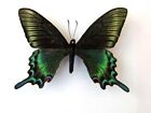 Papilio maackii maackii (printemps)