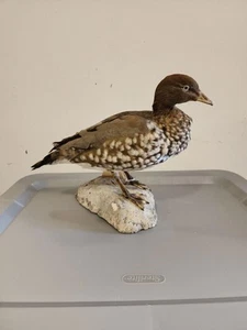 BA38 Cautivo Criado Melena Pato Ganso Gallina (Chenonetta Jubata) Taxider Montaje Pájaro - Imagen 1 de 4