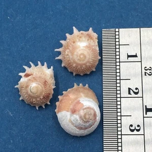 #2 Bolma millegranosa Set x3 13-14mm Mactan Philippines In Tangle Net 100m - Picture 1 of 2