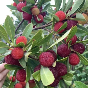 20-60 Red Bayberry Myrica Rubra Chinese Strawberry Organic Fruit - Picture 1 of 18