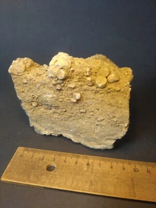 Fossilien Versteinerung Muschelkalk Encrinus Seelilie Stielglieder Trias - Bild 1 von 4