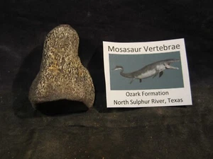 Dinosaur Bone Mosasaur Vertebrae Bone North Sulphur River Texas, US - Picture 1 of 9