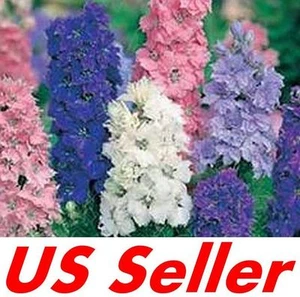 80 PCS DWARF HYACINTH AJACIS LARKSPUR  SEEDS G32, Mixed Colors EARLY BLOOMING - Picture 1 of 2