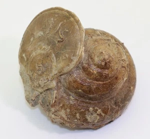 Schnecke, Bathrotomaria sp., Jura, Bajoc, Sherborne, Dorset, UK -m310 - Picture 1 of 6